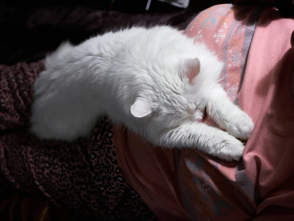 Gato Blanco Duerme Pecho Del Huésped Una Mascota Interior —  Fotos de Stock