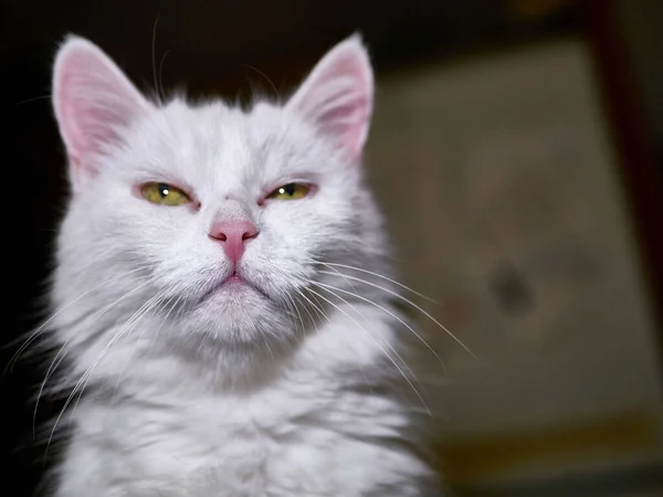 家有一只黄眼睛的白猫 内部一只宠物的肖像 — 图库照片