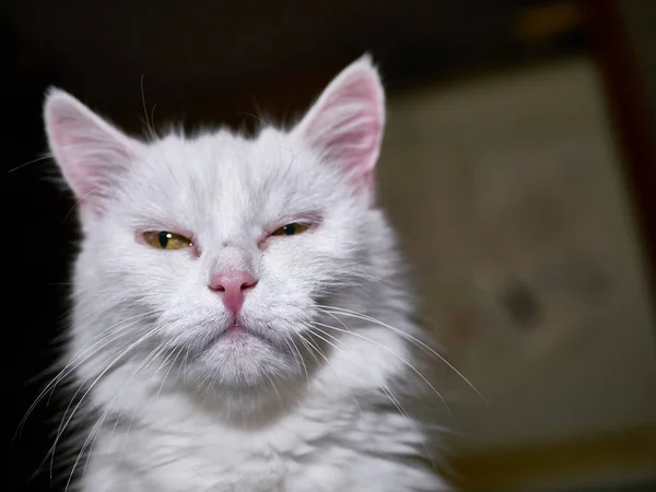 Egy Fehér Macska Sárga Szemekkel Otthon Egy Kisállat Portréja Belső — Stock Fotó