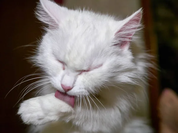 White Cat Liking Hair — стоковое фото
