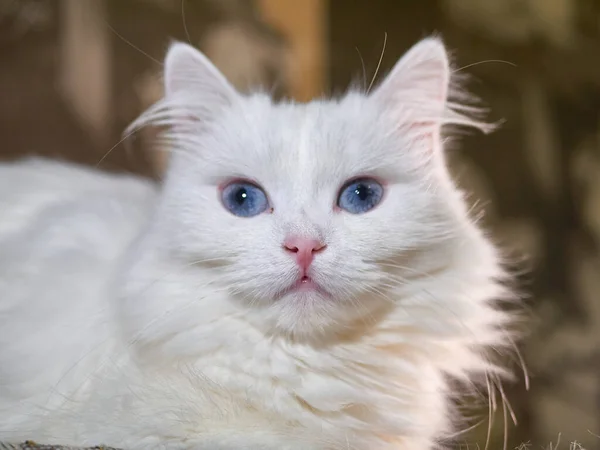 En vit katt med blå ögon. Katter går nära varandra. svagt ljus — Stockfoto