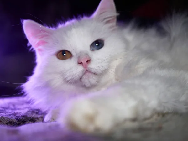 Retrato de um gato com heterocromia. pouca luz — Fotografia de Stock