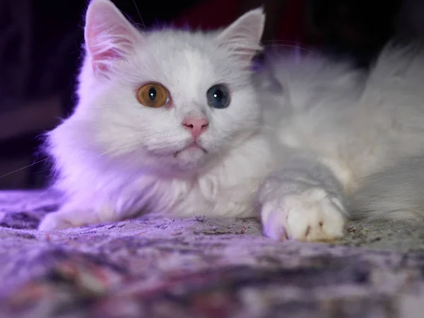 Porträtt av en katt med heterokromi. svagt ljus — Stockfoto