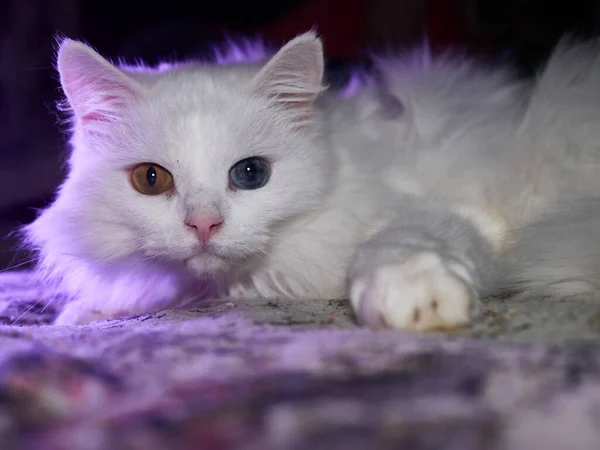 Retrato de um gato com heterocromia. pouca luz — Fotografia de Stock