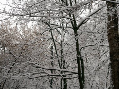 Karla kaplı bir dal. Karla kaplı ağaçlarla güzel bir kış manzarası.