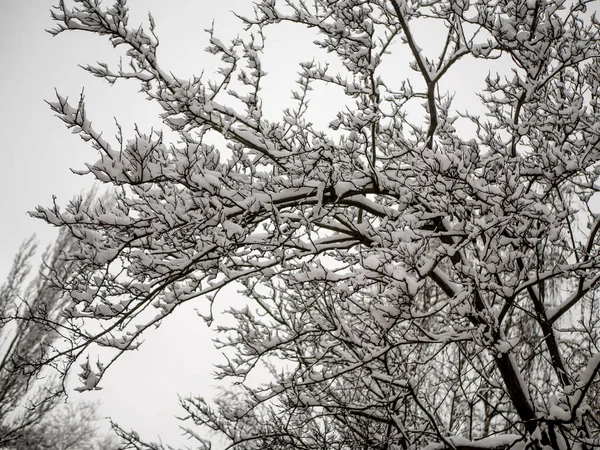 Een Met Sneeuw Bedekte Tak Prachtig Winterlandschap Met Besneeuwde Bomen — Stockfoto