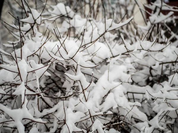 Karla Kaplı Bir Dal Karla Kaplı Ağaçlarla Güzel Bir Kış — Stok fotoğraf