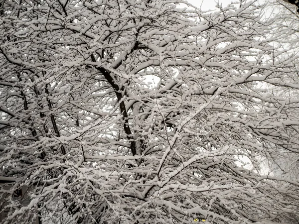 Ветка Заснеженная Красивый Зимний Пейзаж Заснеженными Деревьями — стоковое фото
