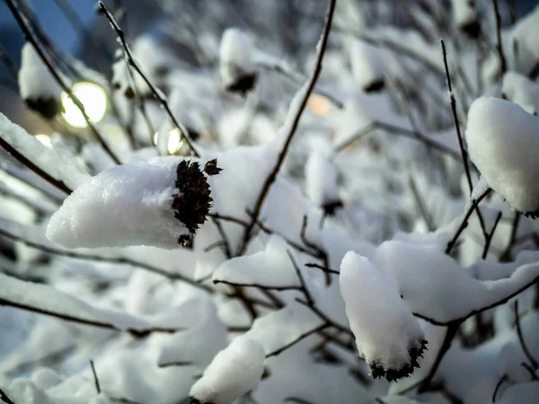 Ein Schneebedeckter Ast Schöne Winterlandschaft Mit Schneebedeckten Bäumen — Stockfoto