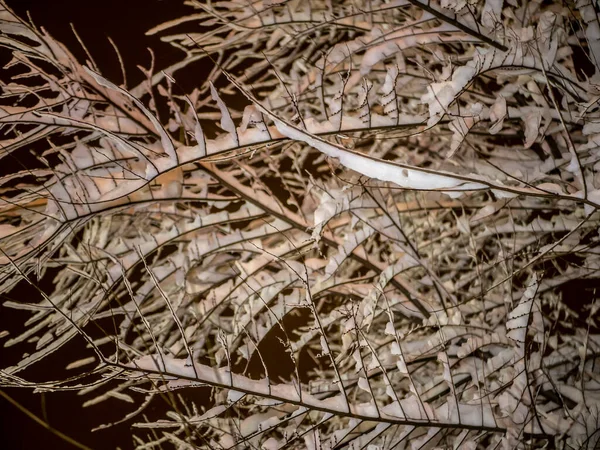 Zasněžená Větev Krásná Zimní Krajina Zasněženými Stromy — Stock fotografie