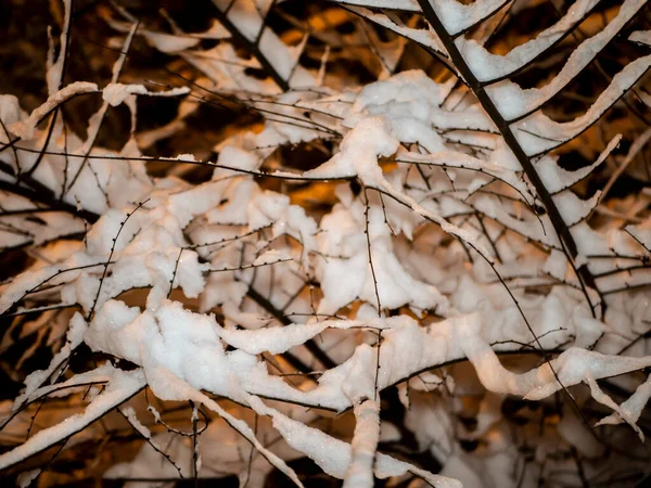 Ветка Заснеженная Красивый Зимний Пейзаж Заснеженными Деревьями — стоковое фото