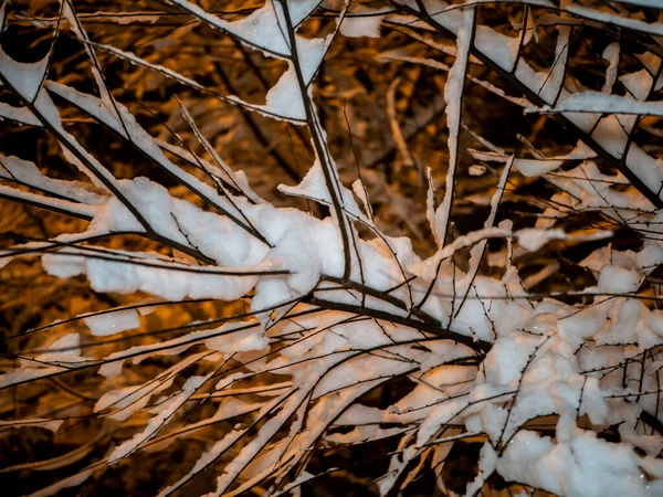 Een Met Sneeuw Bedekte Tak Prachtig Winterlandschap Met Besneeuwde Bomen — Stockfoto