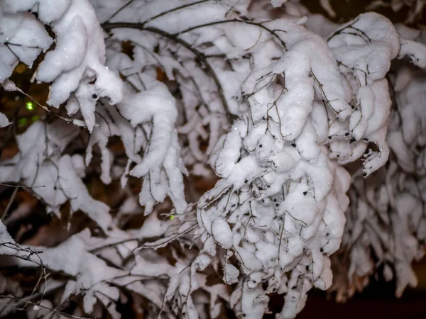 Ein Schneebedeckter Ast Schöne Winterlandschaft Mit Schneebedeckten Bäumen — Stockfoto