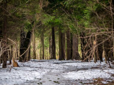 güzel Ladin kış orman ve güneş ışığı yolundan ağaçlar
