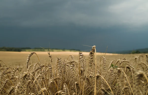 Barley field — Stock Photo, Image