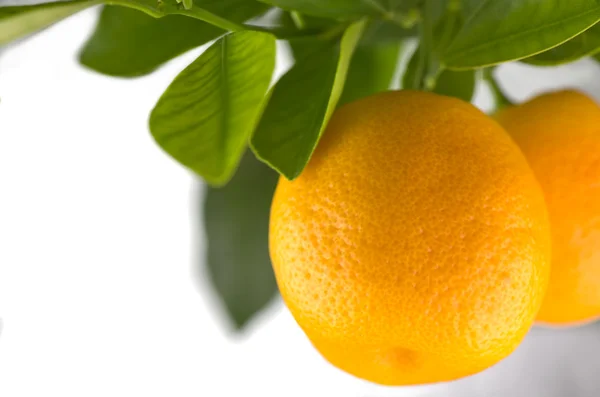 Oranges — Stock Photo, Image