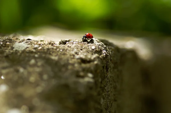 Coccinella — Foto Stock