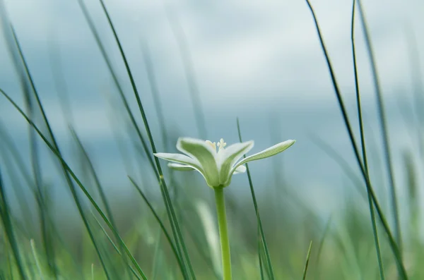 Ensam grön blomma — Stockfoto