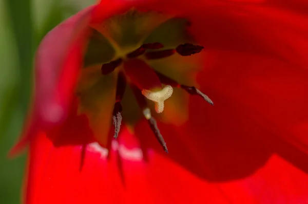 Tulipa interior — Fotografia de Stock