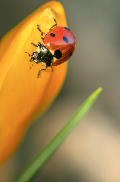 Mariquita en el azafrán — Foto de Stock