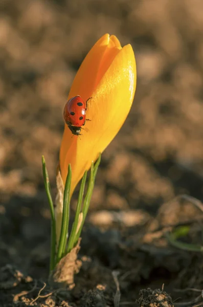 Krokus med nyckelpiga — Stockfoto