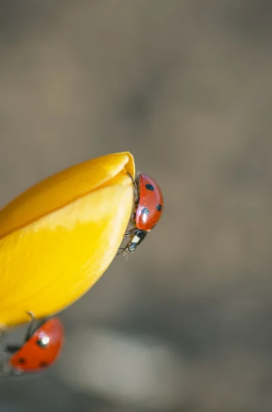 Krokus med två nyckelpiga — Stockfoto