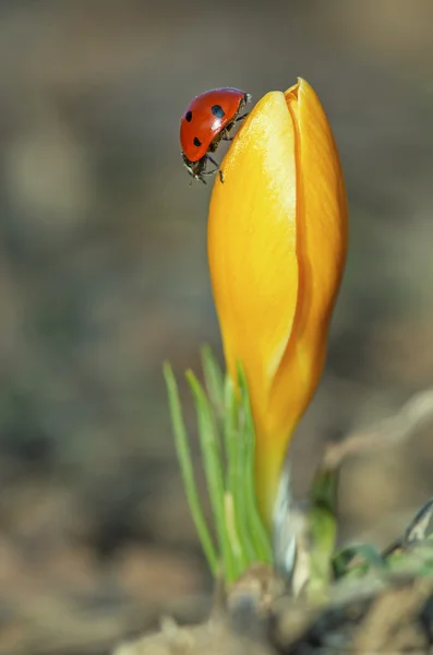 Krokus med nyckelpiga — Stockfoto