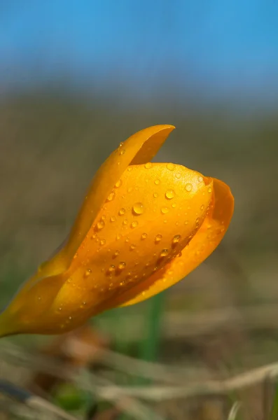 Islak Çiğdem — Stok fotoğraf