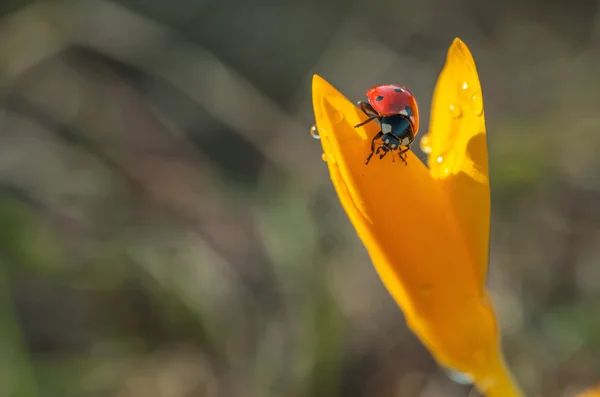 Våt Krokus med nyckelpiga — Stockfoto