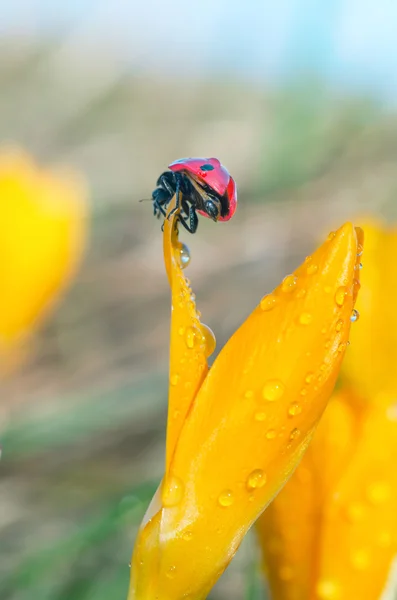 Våt Krokus med nyckelpiga — Stockfoto