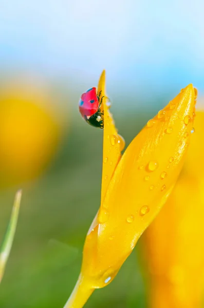 Uğur böceği ile ıslak Çiğdem — Stok fotoğraf