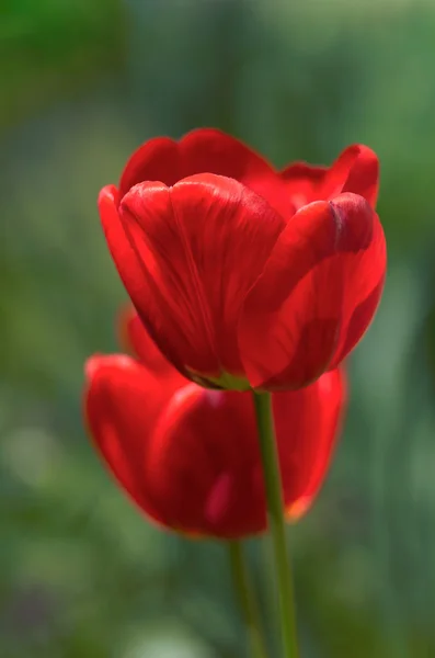 Tulips In The Garden — Stock Photo, Image