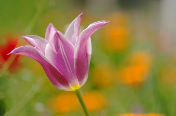 Dreamy Spring Tulip — Stock Photo, Image