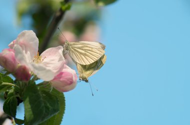 Kelebekler çiftleşme