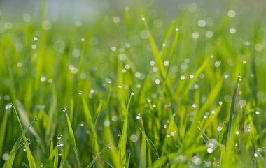 Yeşil çimlerin üzerindeki çiy tanesi