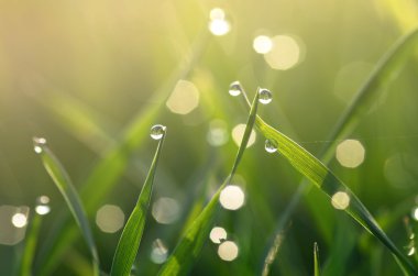 Yeşil çimlerin üzerindeki çiy tanesi