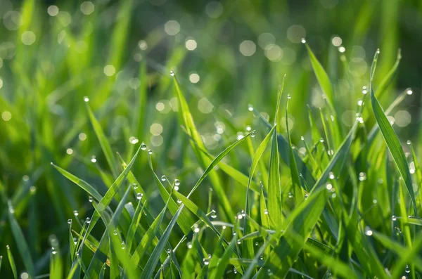 Rocío sobre hierba verde — Foto de Stock