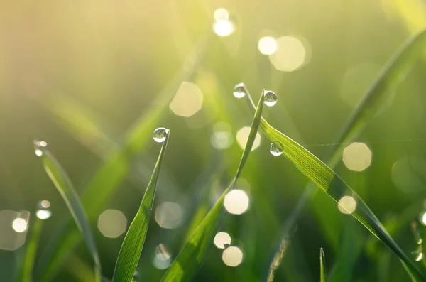 Rosée sur herbe verte — Photo