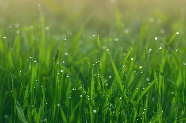 Rosée sur herbe verte — Photo