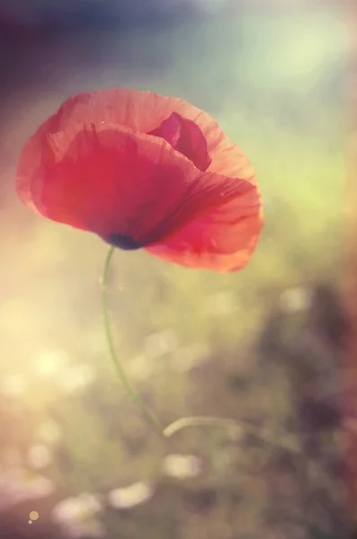 Poppy — Stock Photo, Image