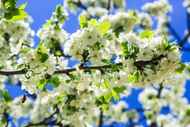 ağaç beyaz bahar elma çiçeği