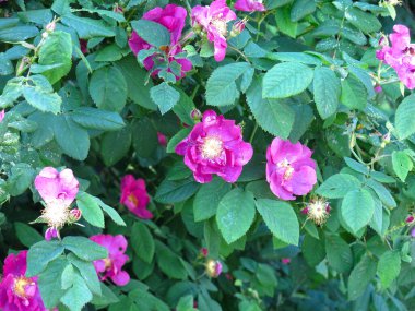 Pembe gül kalçası yazın çalılıklarda lüks bir şekilde açar.