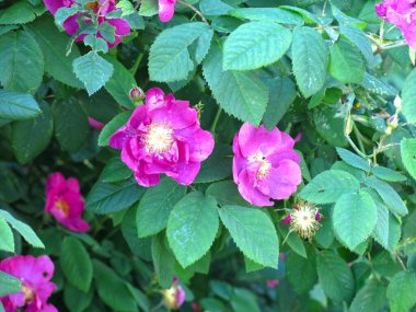 Pembe gül kalçası yazın çalılıklarda lüks bir şekilde açar.