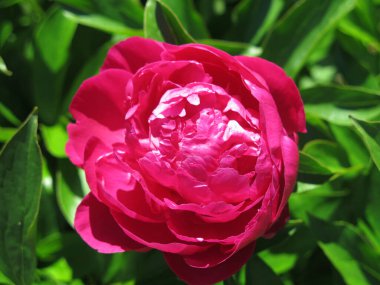 Parlak kırmızı şakayık yazın bahçede açar.