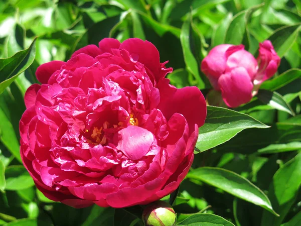 Pivoine Rouge Vif Fleurit Dans Jardin Été — Photo