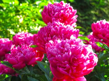 Parlak kırmızı piyonlar yazın bahçede açar.