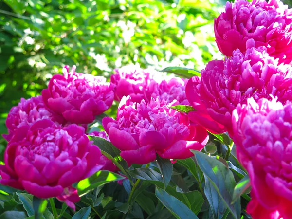 Los Piones Color Rojo Brillante Florecen Jardín Verano — Foto de Stock