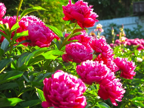Pions Rouge Vif Fleurissent Dans Jardin Été — Photo