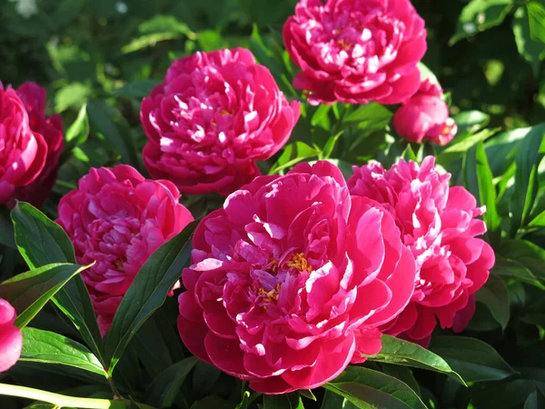 Los Piones Color Rojo Brillante Florecen Jardín Verano — Foto de Stock