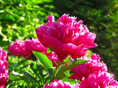 Parlak kırmızı piyonlar yazın bahçede açar.